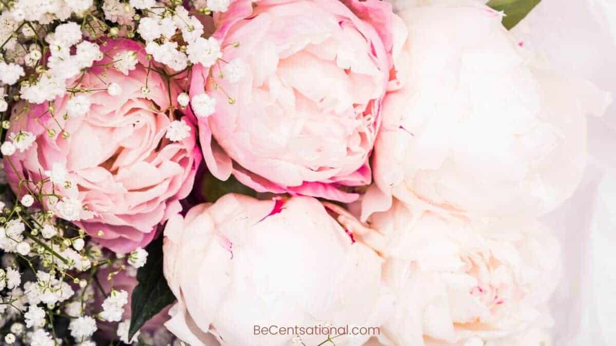 peony Flower Wallpapers Wallpapers, flower Backgrounds for desktop