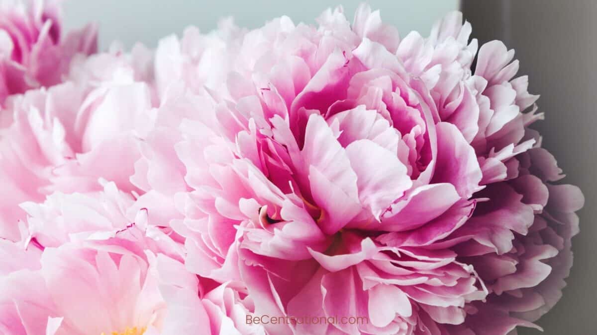peony Flower Wallpapers Wallpapers, flower Backgrounds for desktop