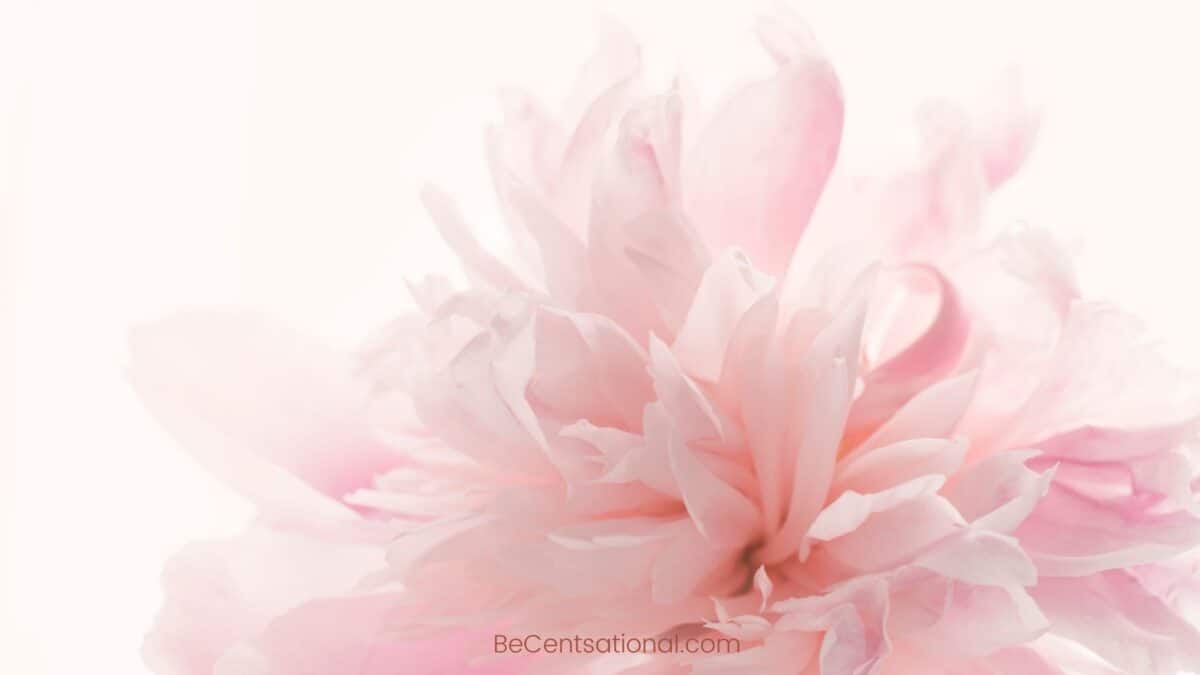 pink peony Flower Wallpapers Wallpapers, flower Backgrounds for desktop
