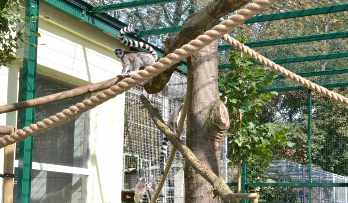Neues Affengehege für Senftenberger Tierpark