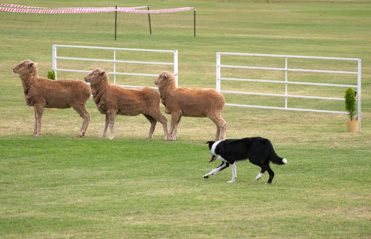 The 6 Smartest Pets To Own: Ranked and Explained! Working Dog and Sheep trails