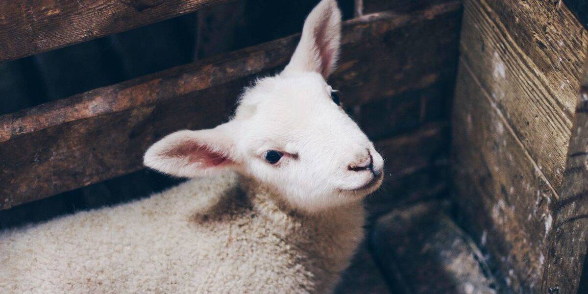 baby-lamb