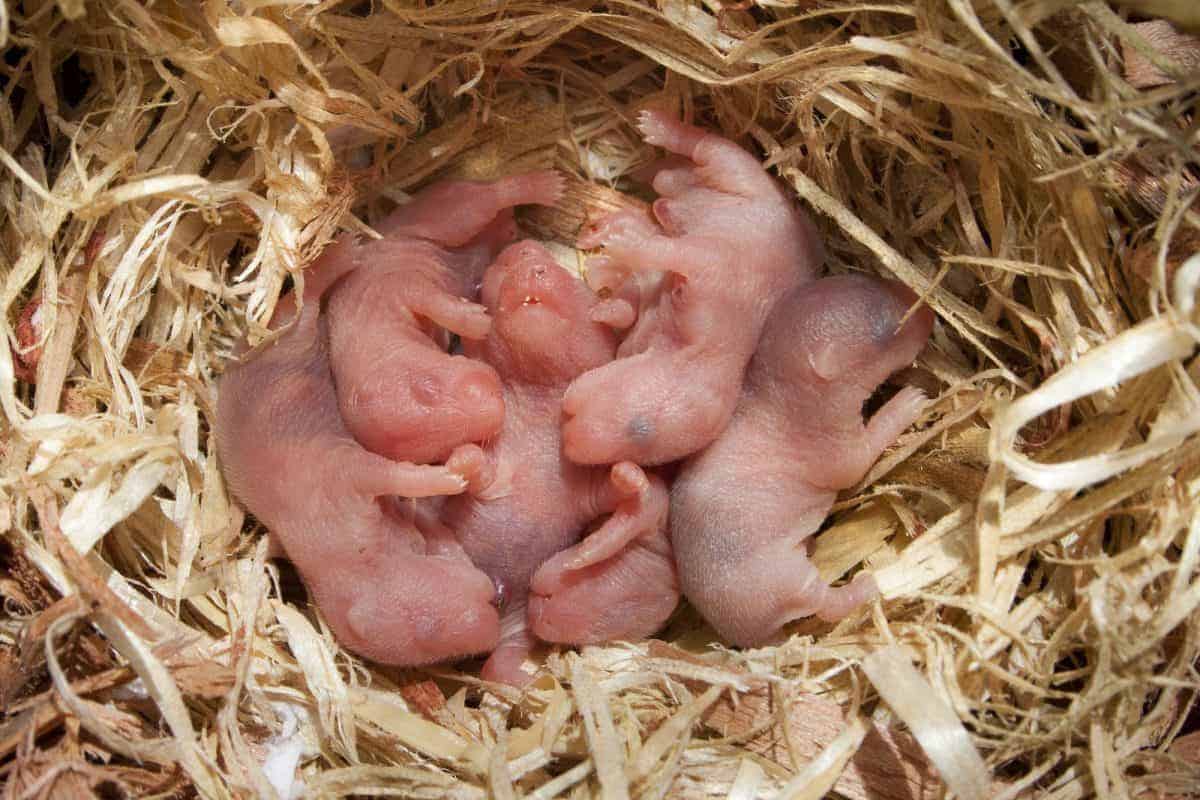 Dwarf Robo Hamster - Complete breed guide and 10 tips to help tame your pet newborn roborovski hamsters
