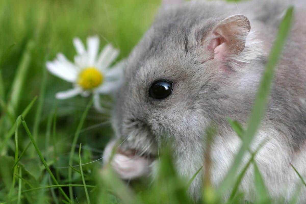 Dwarf Robo Hamster - Complete breed guide and 10 tips to help tame your pet cklose up of a robo hamster