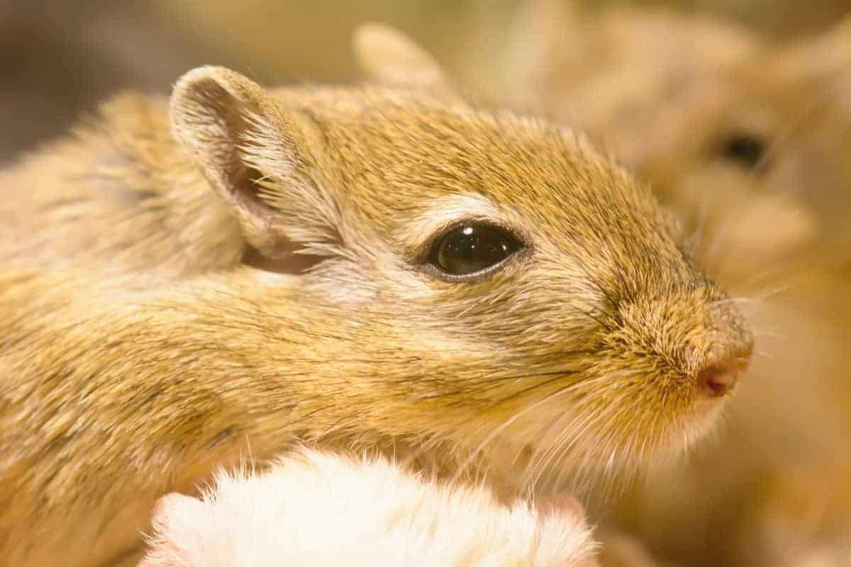The Best Gerbil Names: 300+ Awesome Ideas For Your Fluffball A gerbil