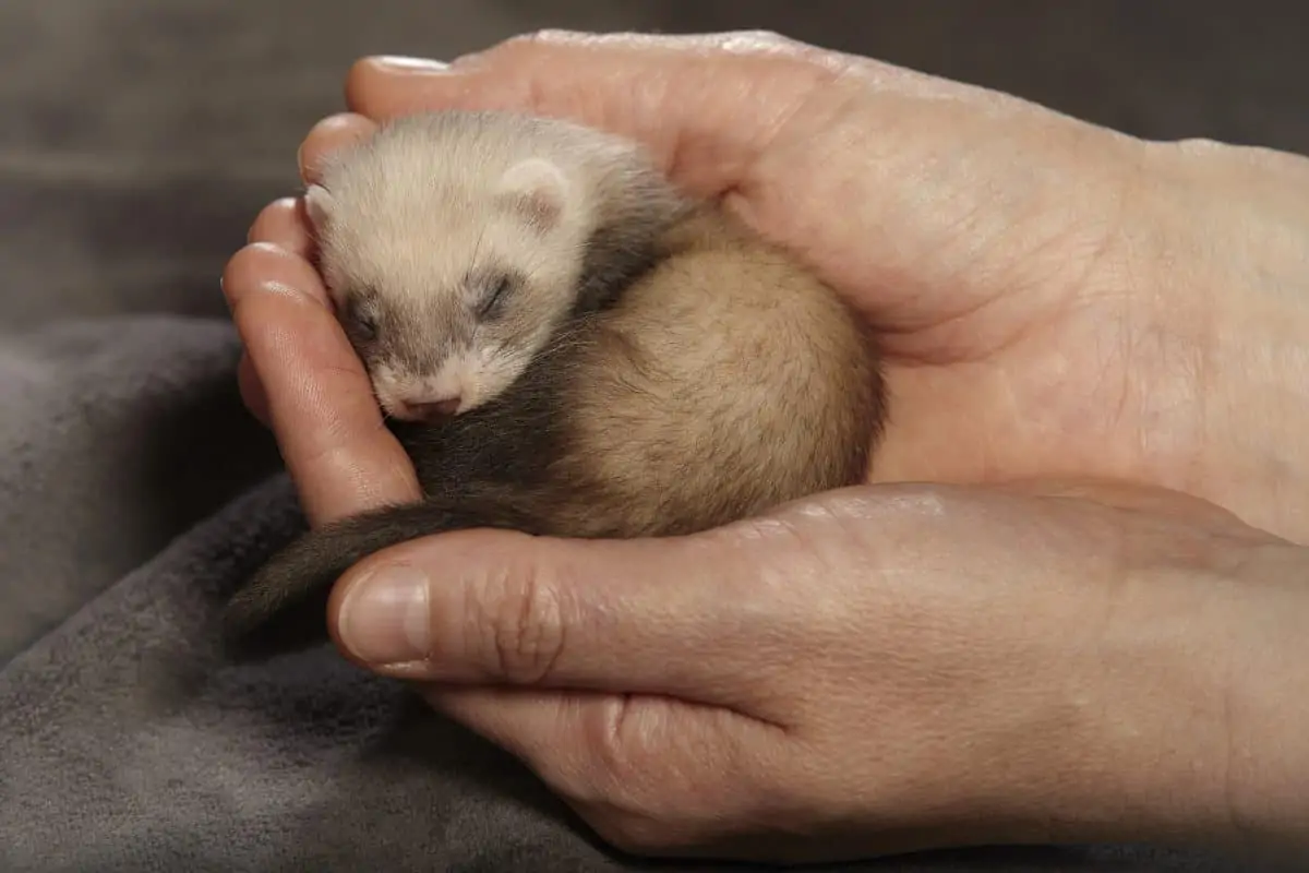 What Do Ferrets Eat? Everything you should know about Ferret food to keep your pet happy what do baby ferrets eat. A baby ferret in hand of its owner