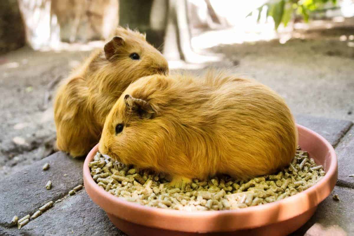 Guinea Pig Care Guide - How to take care of a Guinea Pig Guinea pig with pellet food, important part of pet care