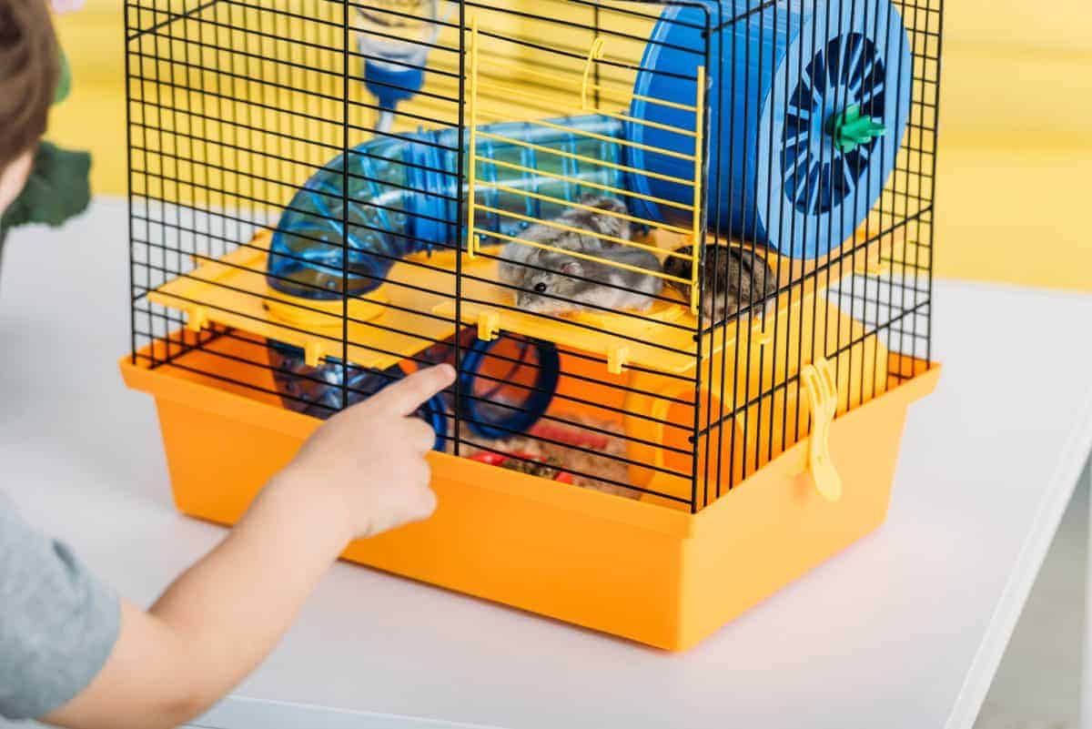 Best Hamster Cages - What to look for and our Top 5 Cages wire hamster cage