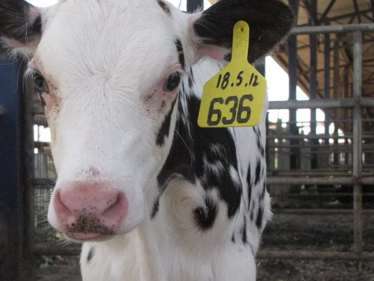 calf-tuvia calf-tuvia
