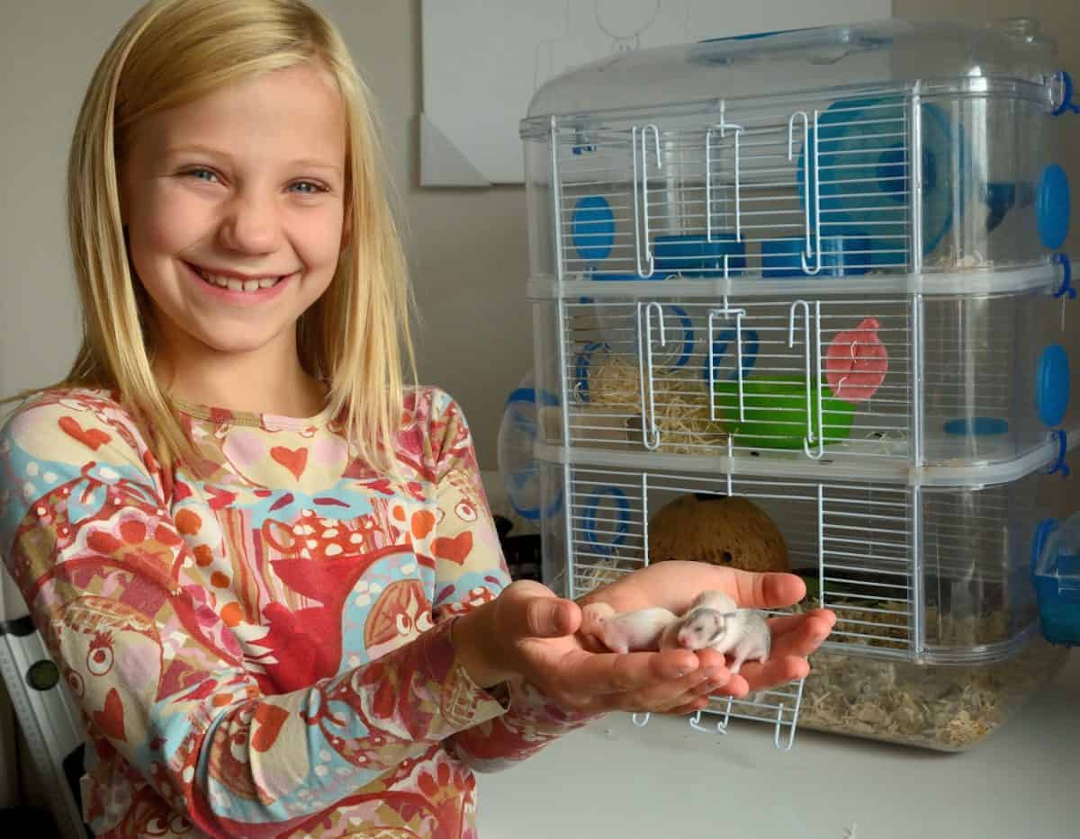 Best Hamster Cages - What to look for and our Top 5 Cages girl with baby hamsters next to cage
