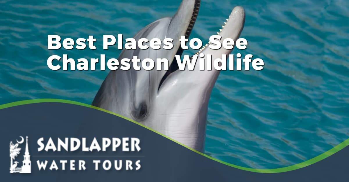 Best Places to See Charleston Wildlife. Sandlapper Water Tours Blog