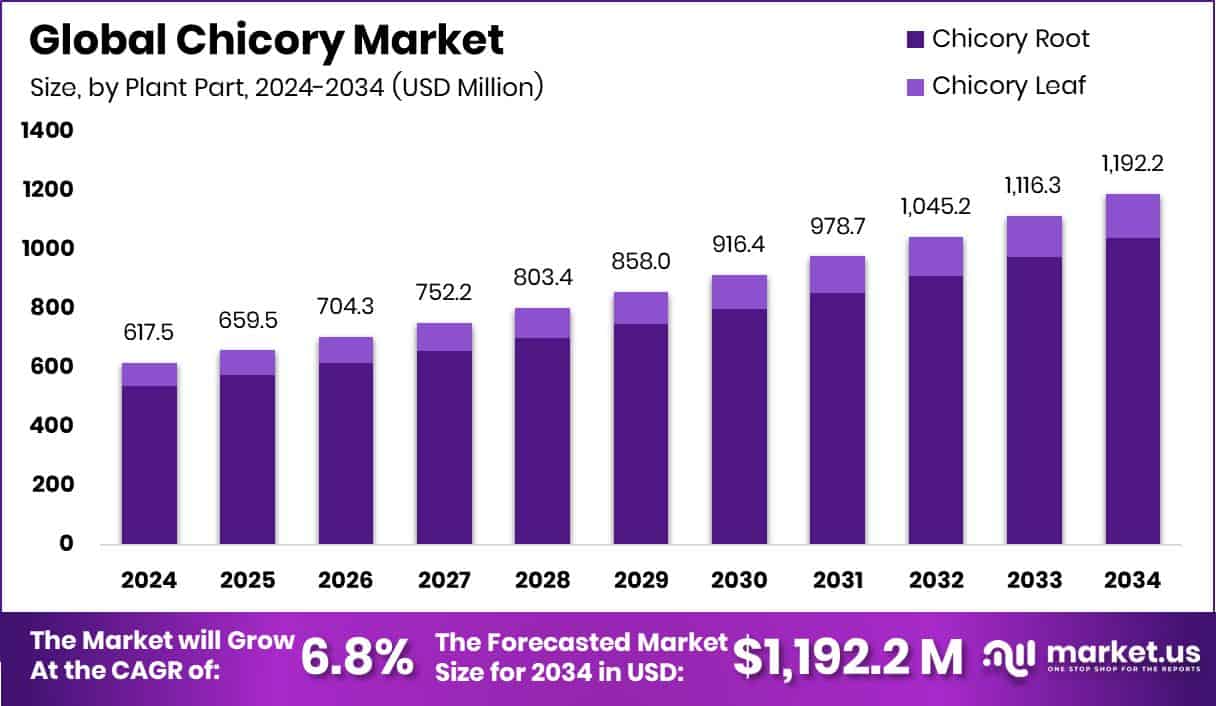 Chicory Market Size