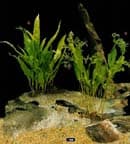 Cryptocoryne Cordofolia