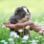 Kaninchen auf Hand Erlebnispark Paaren