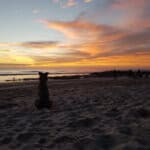 Dog in Costa Rica