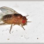 drosophila melanogaster fruit fly in science lab
