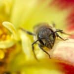 An insect sleeping or resting