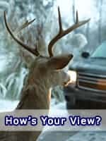 Deer in the Headlights How's Your View? Deer in Front of Car