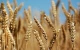 Wheat and Tares