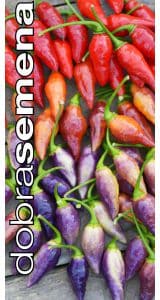 Kariibi paprika "Condor`s Beak"