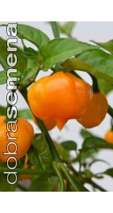 Kariibi paprika "Petenero"