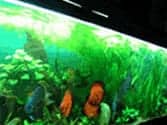 Low Light Low Maintenance Habitat for 10 Gallon Aquarium