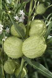 Kaunis ogapõis "Hairy Balls"