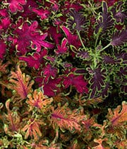 Värd-kirinõges "Colocha Mix"