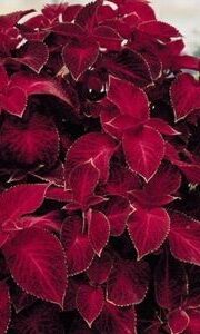 Värd-kirinõges "Wizard Velvet Red"