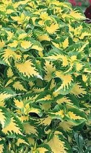 Värd-kirinõges "Wizard Jade"