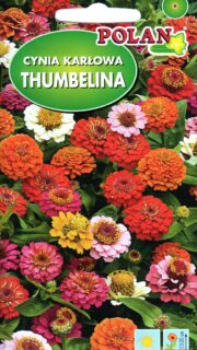 Harilik pruudisõlg "Thumbelina"