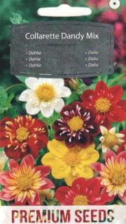 Aed-daalia "Collarette Dandy"