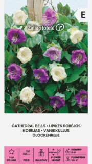 Mehhiko vanikkuljus "Cathedral Bells"