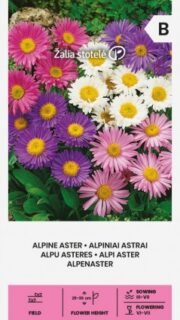 Alpi aster segu
