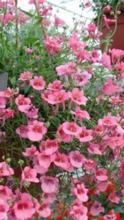 Harilik kaksikkannus  "Pink Queen"