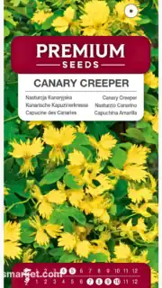 Lõhis-mungalill "Canary Creeper"