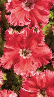 Petuunia "Aphrodita Cervena" / "Afrodita Red"F1