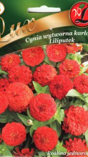 Harilik pruudisõlg kääbus "Liliput Red"
