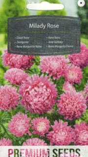 Aster "Milady Rose"