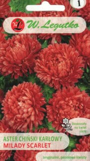 Aster "Milady Scarlet"