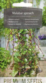 Spinatbasella "Rubra"