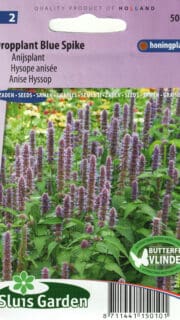 Aniisi-hiidiisop "Blue Spike"
