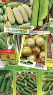 Kinkekomplekt kurgisõbrale - 11 pakki erinevaid kurgiseemneid ja kinkekott!