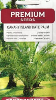 Kanaari datlipalm