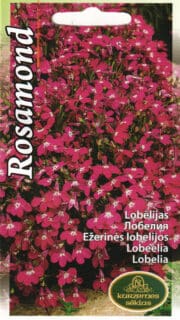 Lobeelia "Rosamond"