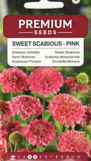 Hurmeline tähtpea "Pink"