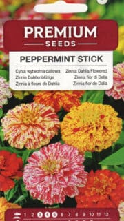 Harilik pruudisõlg "Candy Stripe"