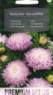 Aster "Rose and White"