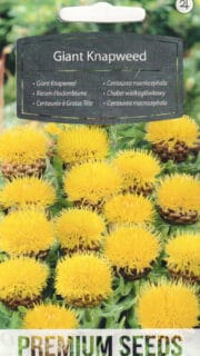 Suureõisikuline jumikas