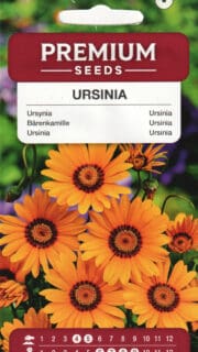 Tillilaadne karulill